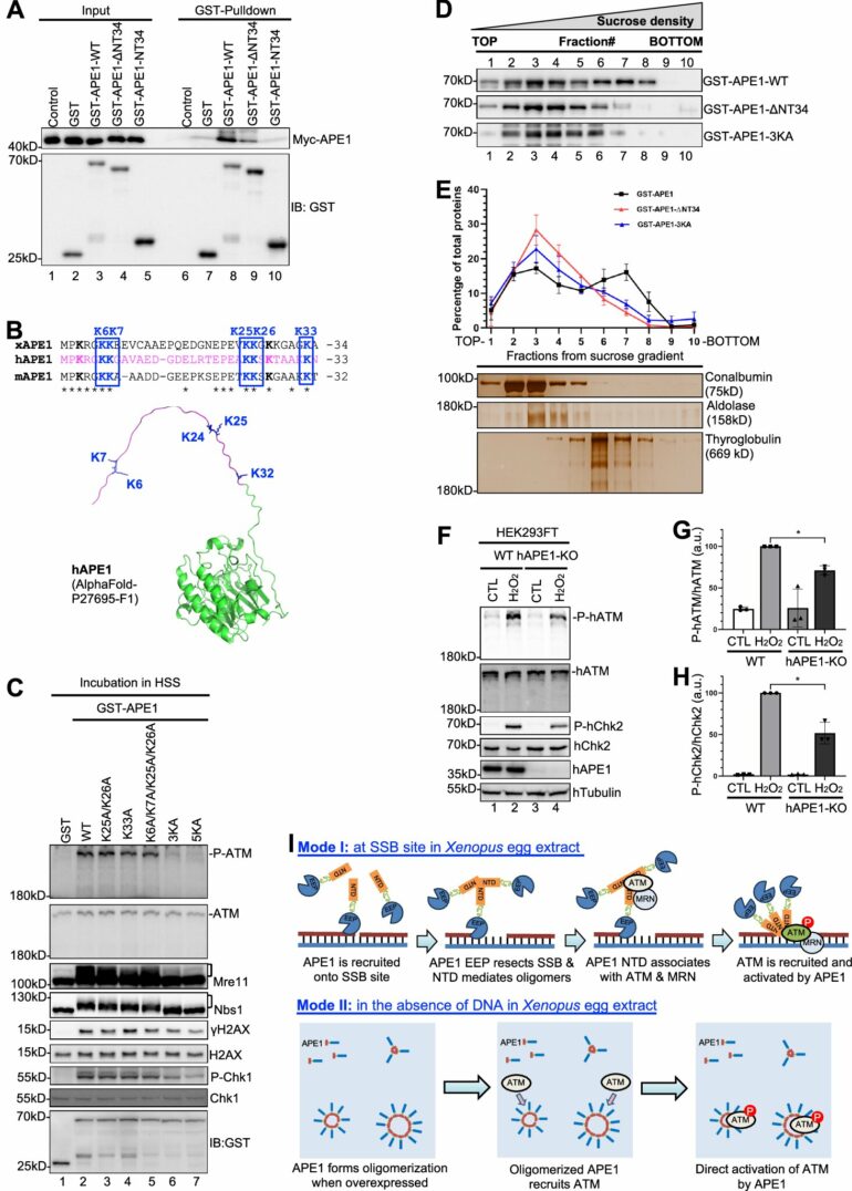 Demystifying APE1: New findings on direct activation of ATM ...