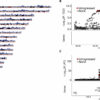 DNA study challenges thinking on ancestry of people in Japan