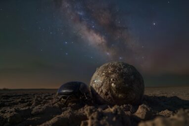 Beetle that pushes dung with the help of 100 billion stars unlocks the key to better navigation systems in drones and satellites