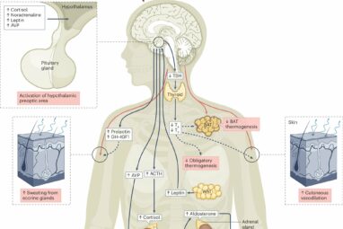 Exploring the health impacts of climate change on the endocrine system
