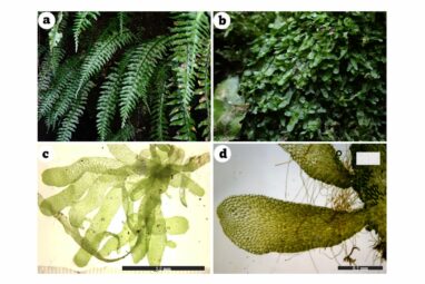 Fern becomes first in suborder to be classed as 'independent ...