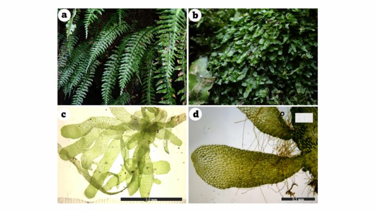 Fern becomes first in suborder to be classed as 'independent ...