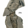 Findings reveal eurypterids evolved giant size independently at ...