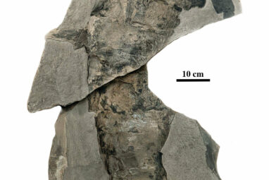 Findings reveal eurypterids evolved giant size independently at ...