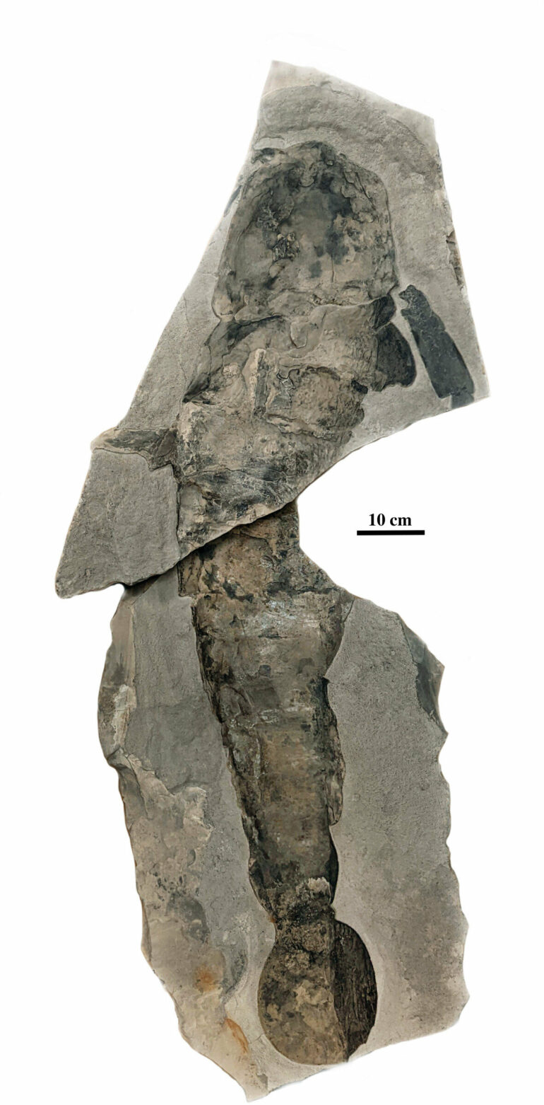 Findings reveal eurypterids evolved giant size independently at ...