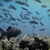 Fishing disrupts squaretail grouper mating behavior, study finds