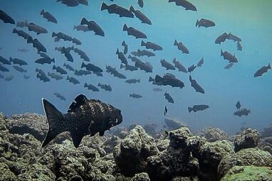 Fishing disrupts squaretail grouper mating behavior, study finds