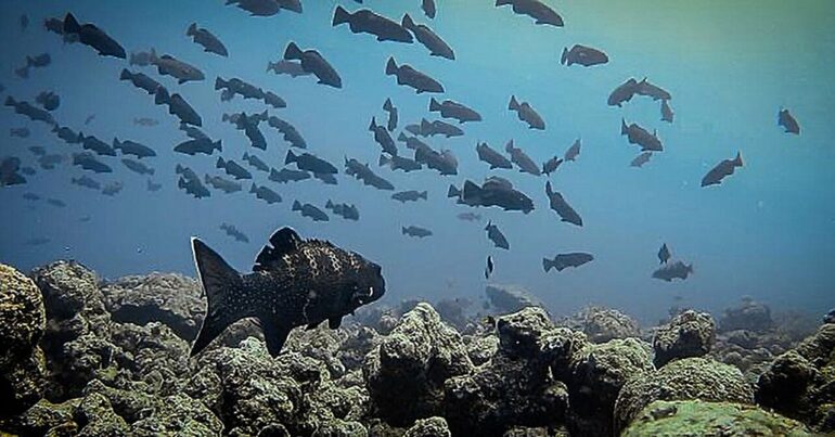 Fishing disrupts squaretail grouper mating behavior, study finds