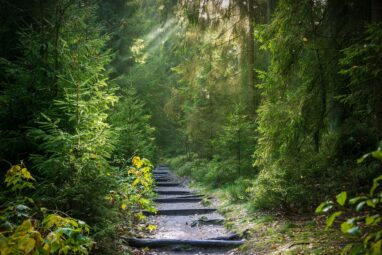 Forest restoration can boost people, nature and climate simultaneously