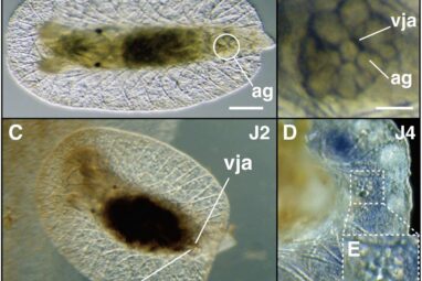 From egg to adult: The first successful lab rearing of the ...