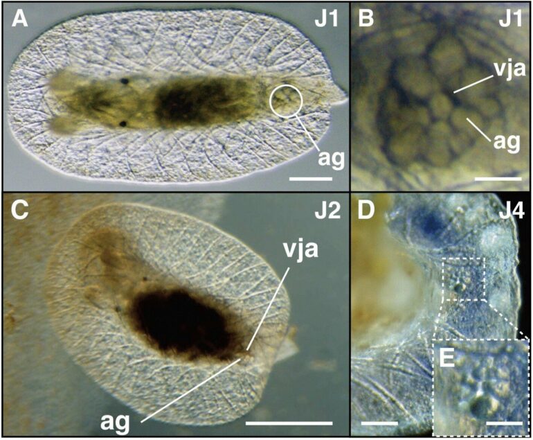 From egg to adult: The first successful lab rearing of the ...