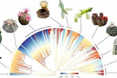 From smooth and button-size to spiky and giant-size, why are cacti ...