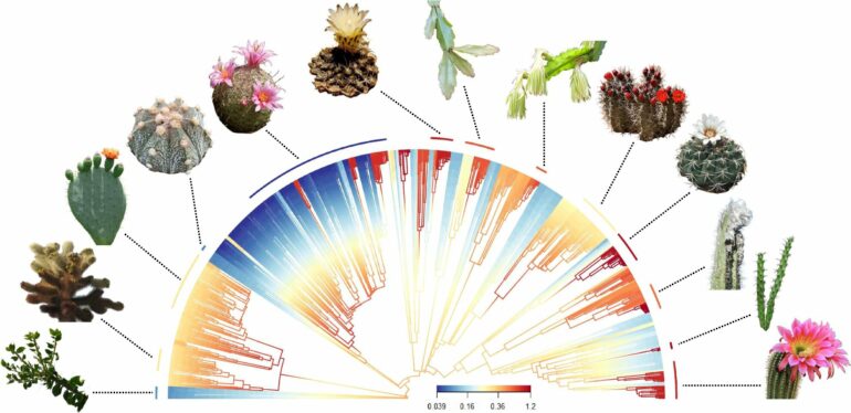 From smooth and button-size to spiky and giant-size, why are cacti ...