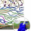 Fungi adapt cell walls to evade antifungal drugs