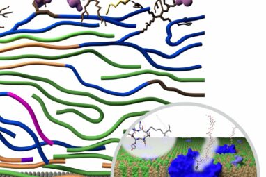 Fungi adapt cell walls to evade antifungal drugs