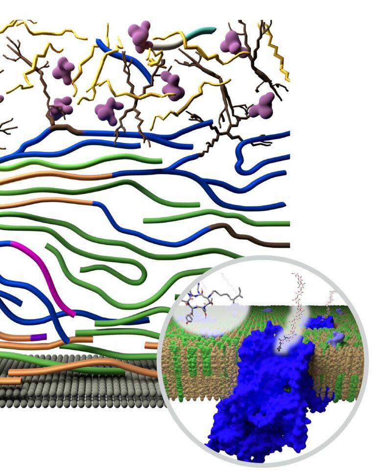 Fungi adapt cell walls to evade antifungal drugs