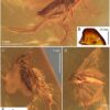 Fungus gnat entombed in a 40-million-year-old piece of amber is a ...