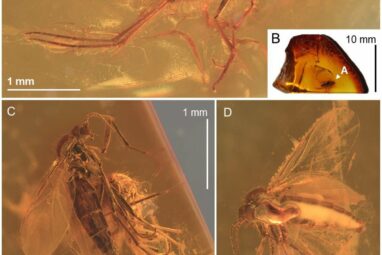 Fungus gnat entombed in a 40-million-year-old piece of amber is a ...