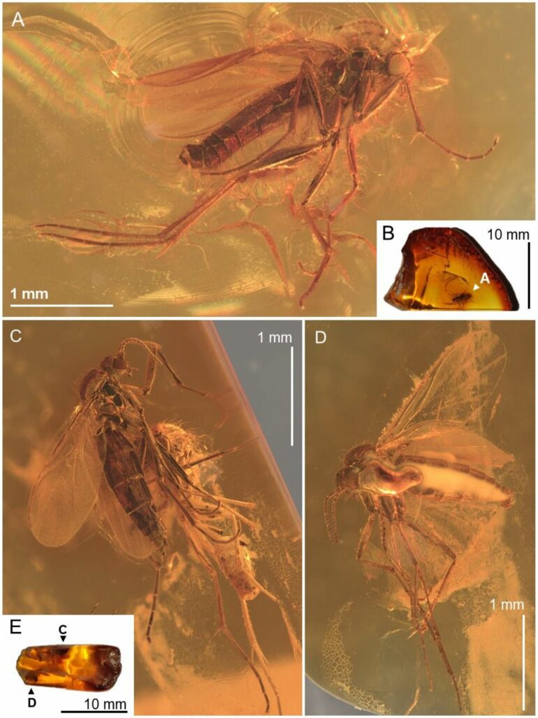 Fungus gnat entombed in a 40-million-year-old piece of amber is a ...