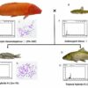 Comparison of diploid and triploid hybrid fish from the same parents