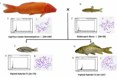 Comparison of diploid and triploid hybrid fish from the same parents