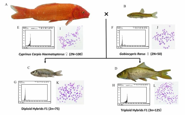 Comparison of diploid and triploid hybrid fish from the same parents