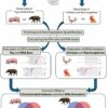 Genetic signatures of domestication identified in pigs and chickens