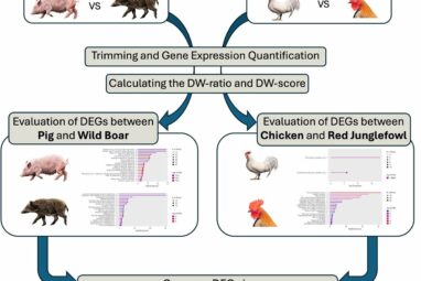 Genetic signatures of domestication identified in pigs and chickens