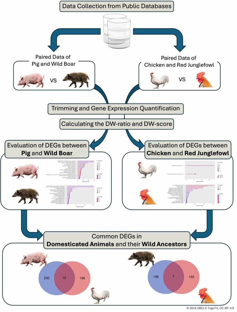 Genetic signatures of domestication identified in pigs and chickens