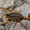 Genomic research focuses on medical potential for scorpion venom