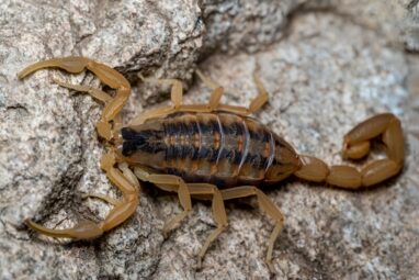 Genomic research focuses on medical potential for scorpion venom