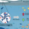 Getting trapped in freshwater ice changes microplastics' sink-or ...