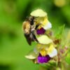 Heat waves impair bumblebees' ability to detect floral scents ...