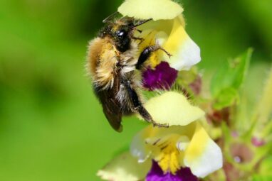 Heat waves impair bumblebees' ability to detect floral scents ...