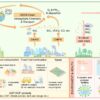 High-ambition nitrogen interventions could cut NOₓ emissions by up ...