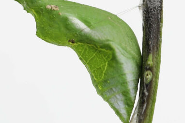 How do butterflies stick to branches during metamorphosis?