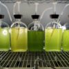 Key biofuel-producing microalga believed to be a single species is ...