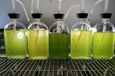 Key biofuel-producing microalga believed to be a single species is ...