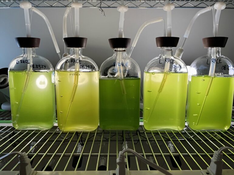 Key biofuel-producing microalga believed to be a single species is ...