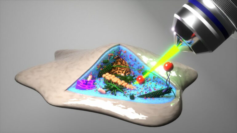 Laser view' into the avocado: New method reveals cell interior