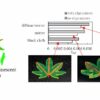 Leaf-like solar concentrators promise major boost in solar efficiency