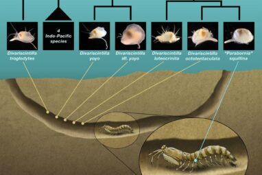 Living with a killer: How an unlikely mantis shrimp-clam ...