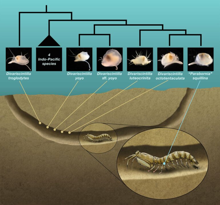 Living with a killer: How an unlikely mantis shrimp-clam ...