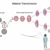 Mapping the sex life of malaria parasites at single cell ...