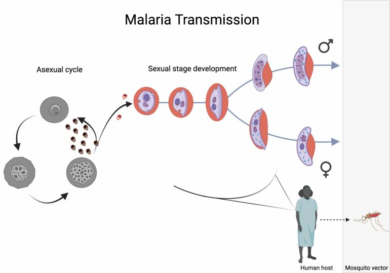 Mapping the sex life of malaria parasites at single cell ...