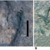 Matching dinosaur footprints found on opposite sides of the ...