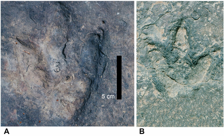 Matching dinosaur footprints found on opposite sides of the ...