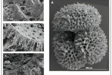 Microscopic fossilized shells reveal ancient climate change patterns