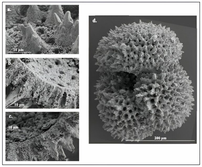 Microscopic fossilized shells reveal ancient climate change patterns