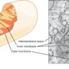 Mitochondria keep your brain cells alive − helping them run ...